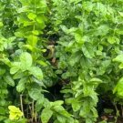 Grand Duke of Tuscany Jasmine Plant Rare Home Plant For Your Home Garden