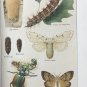 Vintage Biology For Today by Curtis, Caldwell & Sherman 1934, Hardcover Textbook