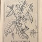First Day Issue Royal Society Flower Stamp 1979 Sao Tome Rangoon Creeper
