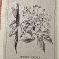 First Day Issue Royal Society Flower Stamp 1978 British Virgin Islands #3