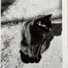 Vintage B&W Photo Black Cat Spooky Halloween Shadow Contrast Leaves 5” x 7” 1960