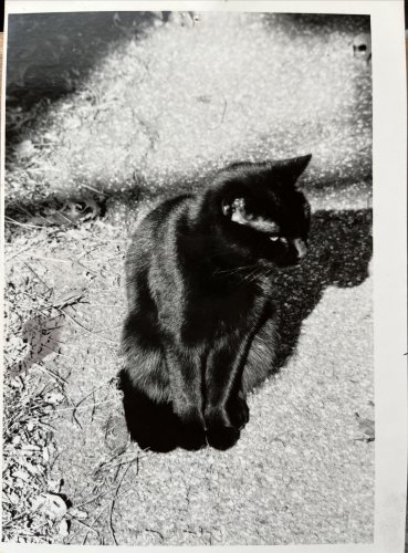 Vintage B&W Photo Black Cat Spooky Halloween Shadow Contrast Leaves 5&acirc;�� x 7&acirc;�� 1960