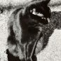 Vintage B&W Photo Black Cat Spooky Halloween Shadow Contrast Leaves 5â x 7â 1960