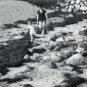 Vintage B&W Photo Cape Cod Rocky Shoreline Mother Baby Toddler House 3.5â x 5â