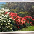 Missouri Botanical Garden St Louis MO Azaleas Postcard 1930s Colortone