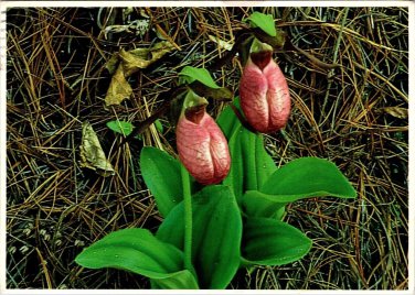 Pink Lady Slipper Blue Ridge Parkway North Carolina Vintage 1992 Posted Postcard