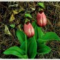 Pink Lady Slipper Blue Ridge Parkway North Carolina Vintage 1992 Posted Postcard