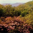 Blue Ridge Mtns Rhododendron Mile Post 86 Virginia 1950's VTG Unposted Postcard