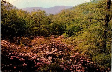 Blue Ridge Mtns Rhododendron Mile Post 86 Virginia 1950's VTG Unposted Postcard