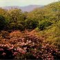 Blue Ridge Mtns Rhododendron Mile Post 86 Virginia 1950's VTG Unposted Postcard