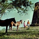 Molasses Mill Virgin Islands Horses Couple 1950's VTG Unposted Postcard