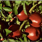 Amik Orchards Fishertown PA, Apples of Distinction Vintage 1975 Posted Postcard