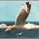 Skimming the Waves New England Coast Seagull Photo Vintage 1978 Posted Postcard