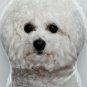 LiLiPi Dog-Shaped Accent Pillow Bichon Frise 19â Double Sided