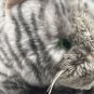 Daphne Gray Grey Striped Tiger Cat Green Eyes 15â Hand Puppet Golf Club Cover