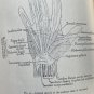Art students' anatomy by Edmond J. Farris Paperback 1961 Dover Publications