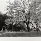B&W Photo Forest Entrance Pergola Spooky Falling Leaves Dusk 7”x 5”