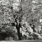 B&W Photo Forest Entrance Pergola Spooky Falling Leaves Dusk 7&acirc;��x 5&acirc;��