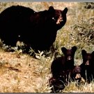 USPS Great Smoky Mountain National Park Bear And Cub Vintage 1970 Postcard