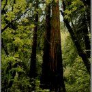USPS Muir Woods Ntl Monument CA Largest Redwood Tree VTG 1975 Posted Postcard