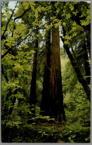 USPS Muir Woods Ntl Monument CA Largest Redwood Tree VTG 1975 Posted Postcard