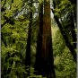 USPS Muir Woods Ntl Monument CA Largest Redwood Tree VTG 1975 Posted Postcard