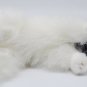NWT Aurora Cat Plush Stuffed Kitty Kitten Birman Siamese Blue Eyes Toy 2018