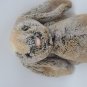 Jellycat London Bashful Cottontail Bunny Two-Tone Fur Plush Toy H11" Sitting
