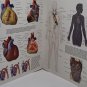 WALL CHART OF HUMAN ANATOMY By Thomas Mccracken - Hardcover VGC