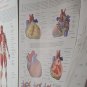 WALL CHART OF HUMAN ANATOMY By Thomas Mccracken - Hardcover VGC