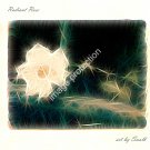 Radiant Rose Printable Art Digital Download