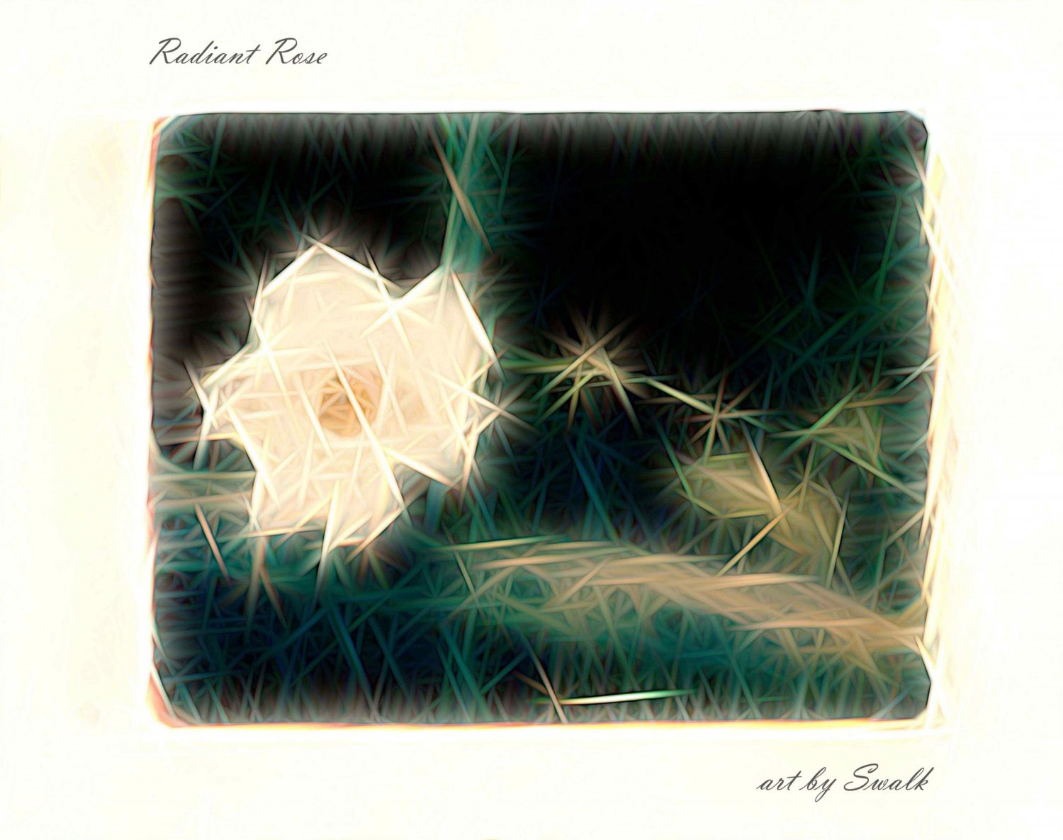 Radiant Rose