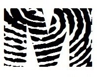 Adorable Monogram Zebra Print - Fingerprint Letter M with Name in 2nd Color