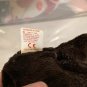 2003 TY &acirc;��Signature Bear&acirc;�� Beanie Baby NWMT