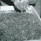 WW II - German Photo -- Concentration Camp
