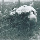 German WW2 photo  - Concentration Camps