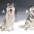 Siberian Husky Sitting realistic puppy figurine