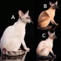 Siamese Cat Sitting Figurine