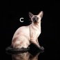 Siamese Cat Sitting Figurine