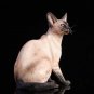 Siamese Cat Sitting Figurine