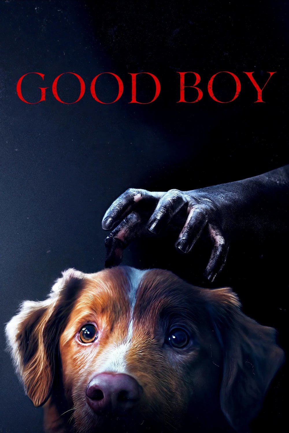 GOOD BOY (2025) DVD MOVIES SHIPPING FREE