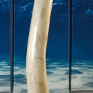 REALISM FAUX ART ELEPHANT TUSK NEUTRAL WOOD CARVING 29" WOOD RECTANGLE BASE