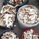 DRIED PORCINI MUSHROOMS - BOLETUS EDULIS, KING BOLETE DRIED 1000 GRAMS.