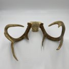 Antler shed skull cap deer antlers rustic decor mount horns taxidermy