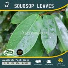 50+ Dried Soursop leaves 100% organic pure GRAVIOLA GUANABA GUANABANA LEAF TEA