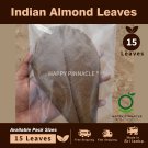 10+ Almond Leaves Catappa Leaf Shrimp Betta ketapang leaf for Fish Aquarium