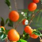 Orange Artificial Fruits