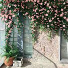 European Rose Artificial Vines