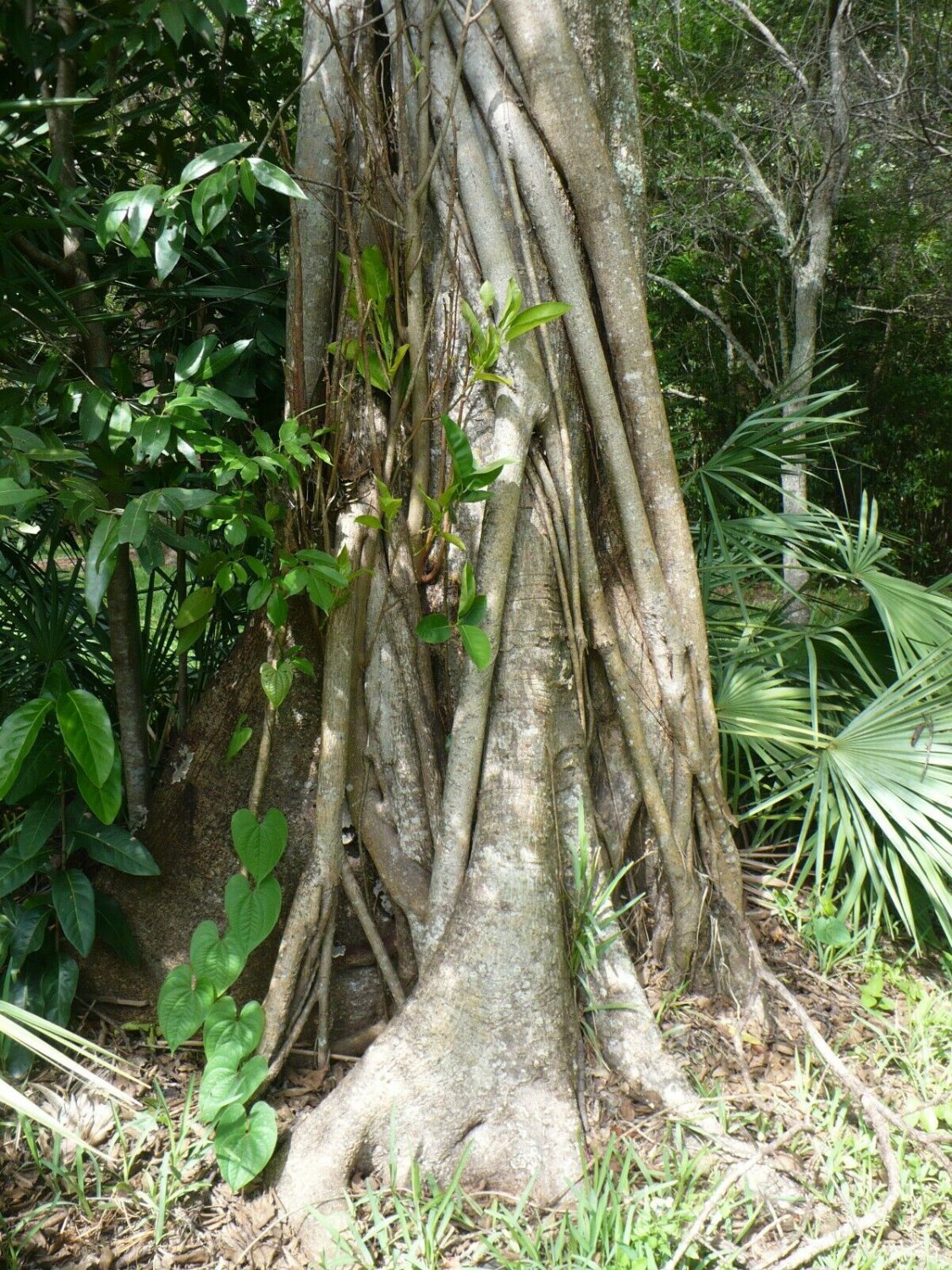 Strangler Fig Ficus aurea 10 Seeds