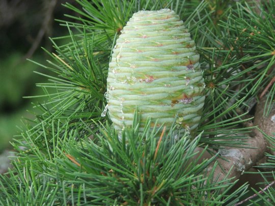 Deodar Cedar Cedrus deodara 10 Seeds